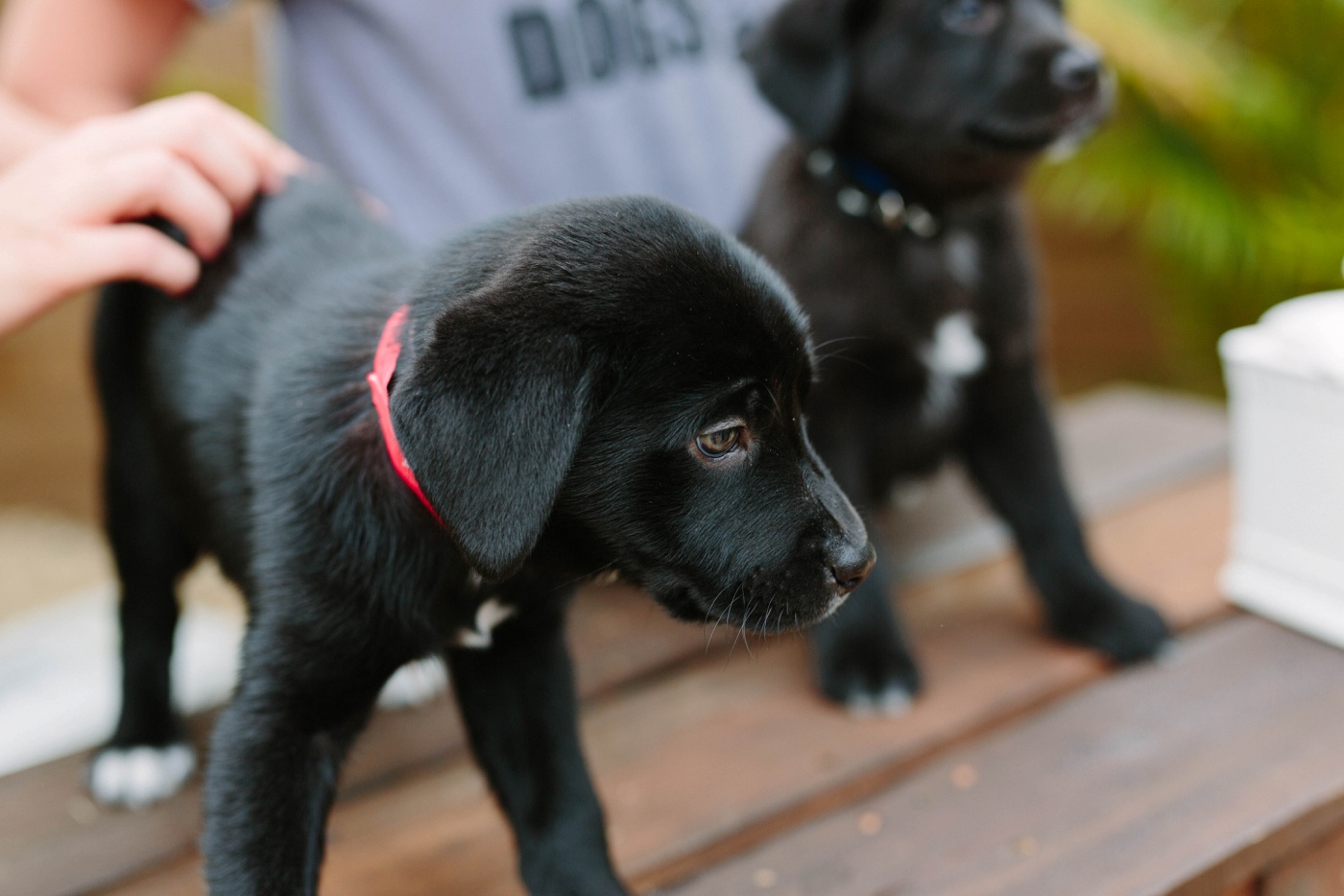 black-lab-puppies