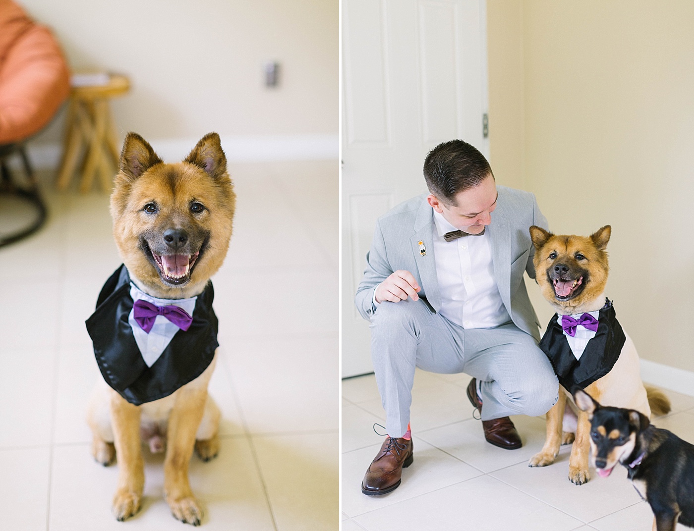 dog tuxedo wedding day